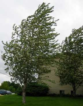 [Photo of a tree bent in the wind]