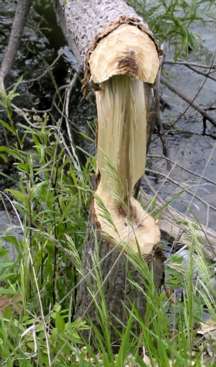 [Photo of downed tree with toothmarks from a beaver]