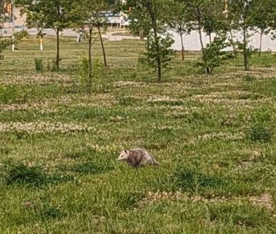 Photo cropped to make the opossum visible