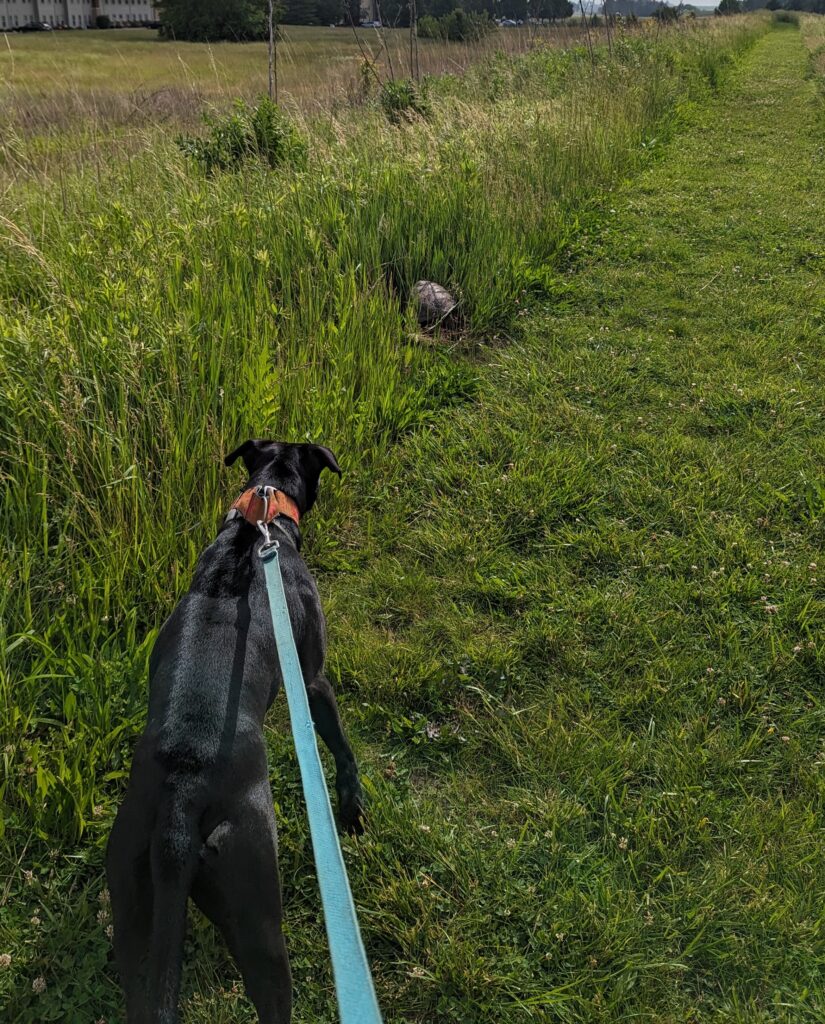 A dog pulling on the leash to get to an enormous snapping turtle, barely visible on the edge of the path