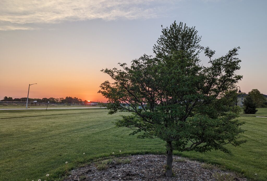 A tree in the foreground with the sun rising beyond it.