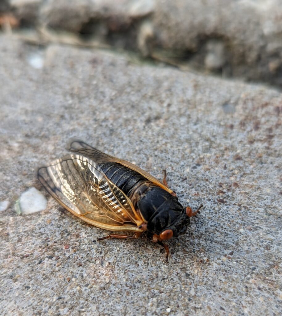 Periodic cicada on the sidewalk