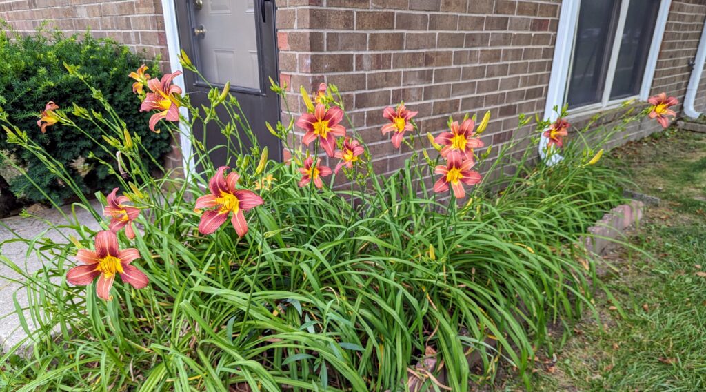 Lilies outside my front door. 17 of them.