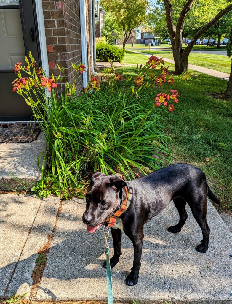 A dog standing in front of day lilies