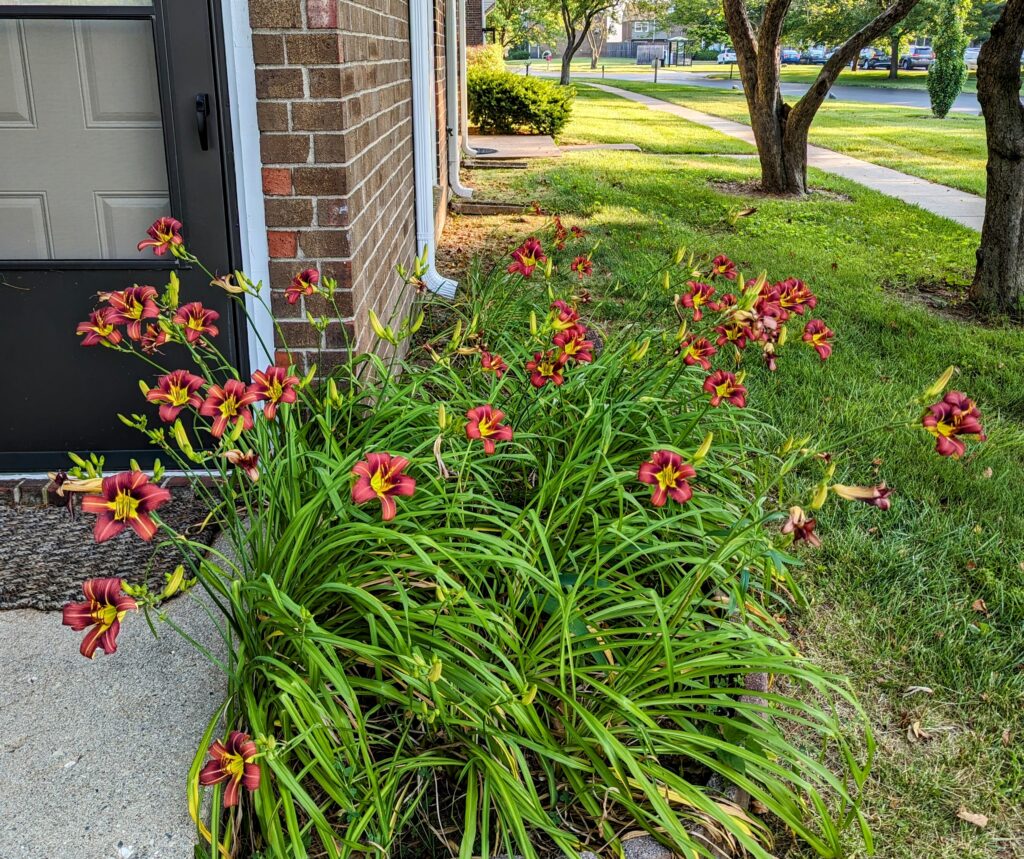 Day lilies in a flower garden in front of our front door