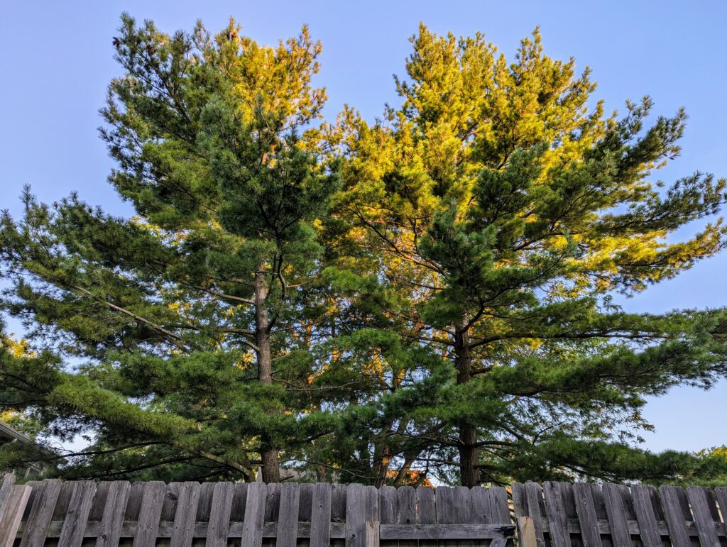 A white pine on the other side of a wooden fence, with the top of the tree lit by the sun