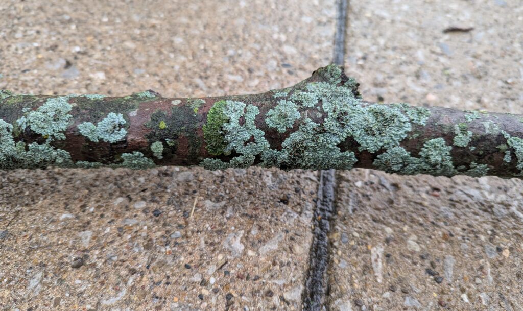 A branch covered with mostly blue and some green lichen on the sidewalk