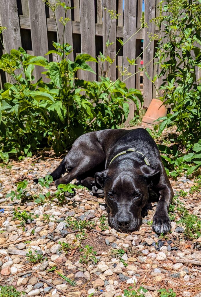 A black dog lying in the sun on the patio