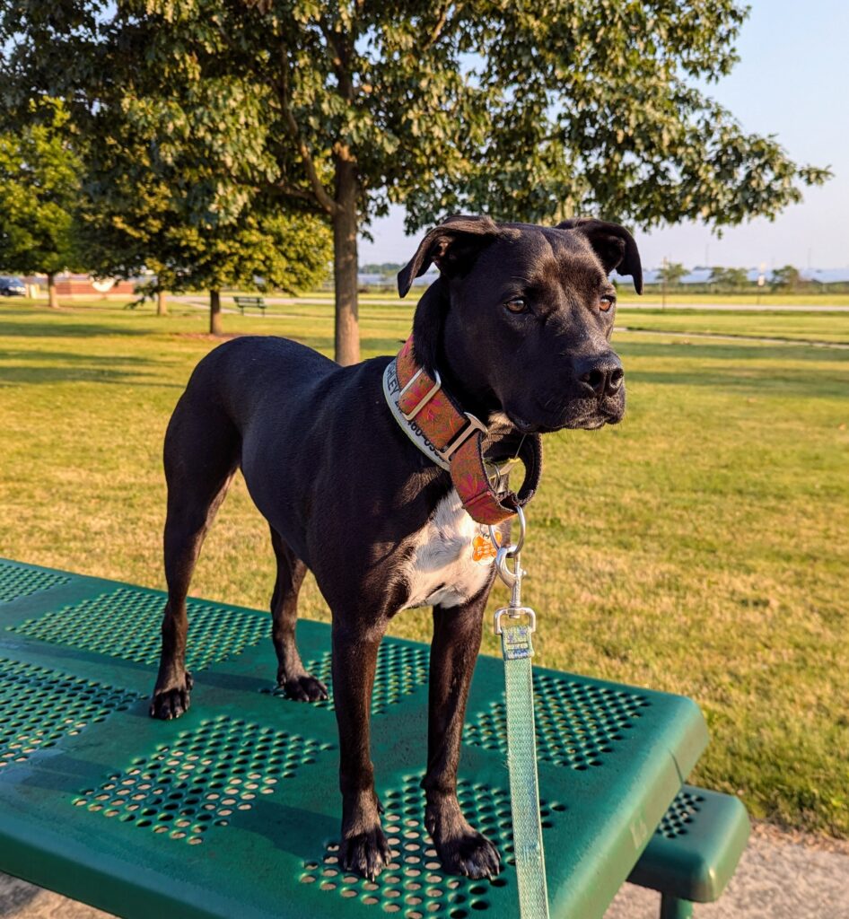 A dog standing on a picnic table