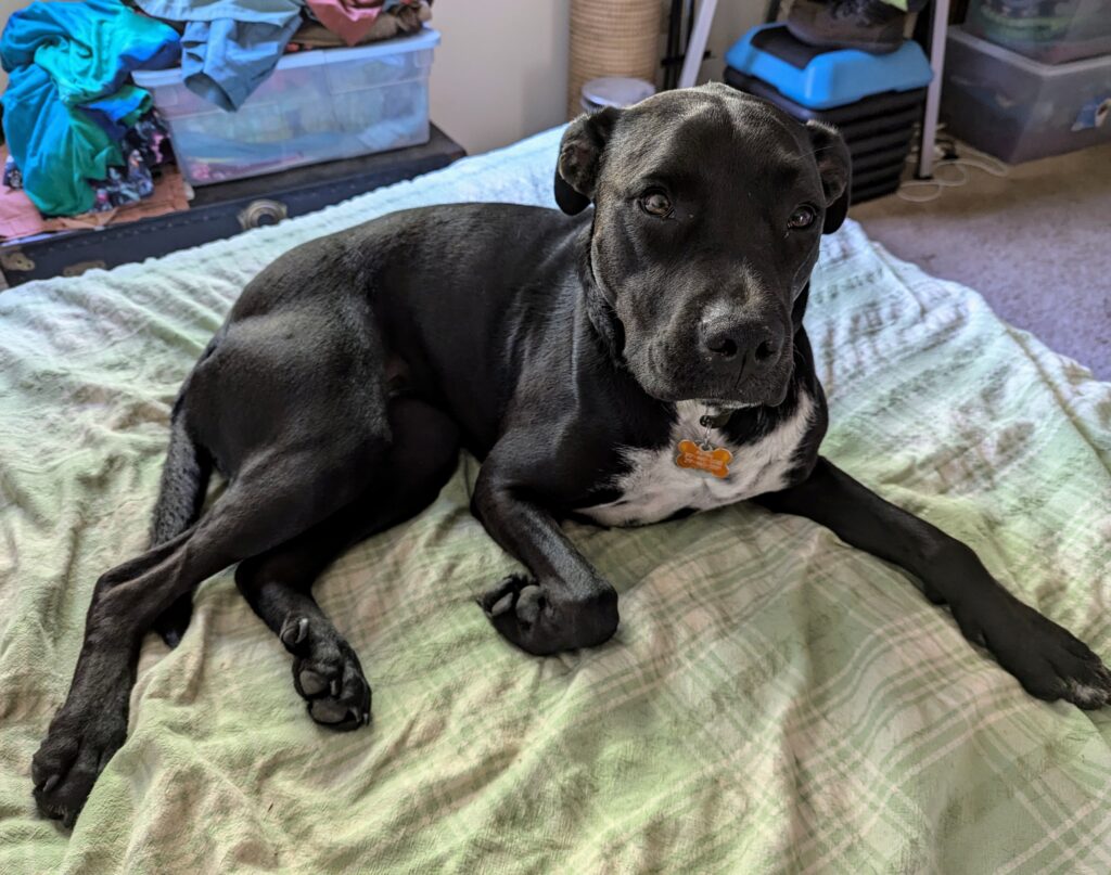 A mostly black, rather lean and muscly, dog lying on the bed