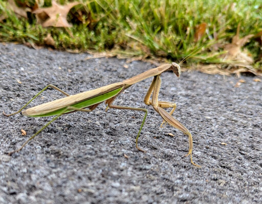 A green and brown praying mantis standing on the edge of the roadway