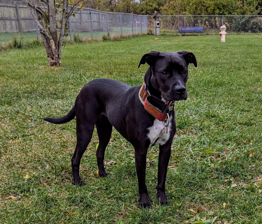 A black dog standing on a lawn