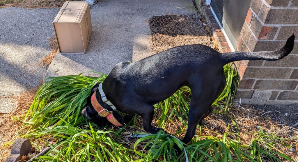 A black dog with its snout in the leaves of last summer's flower garden