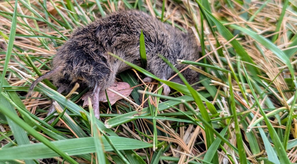 Picture of a dead vole lying in the grass