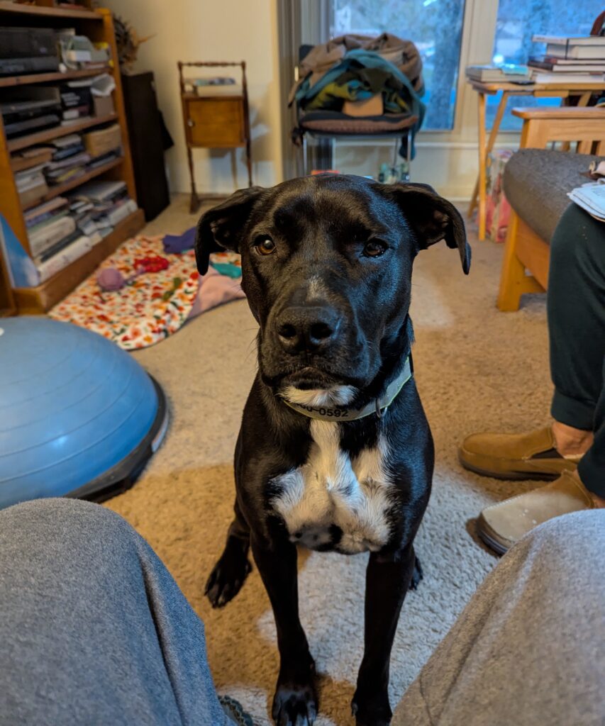 A black dog with a white chest staring balefully at the camera