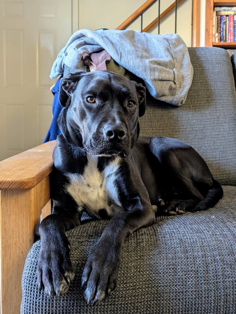 A black dog with a white chest lying on the sofa, looking toward the camera