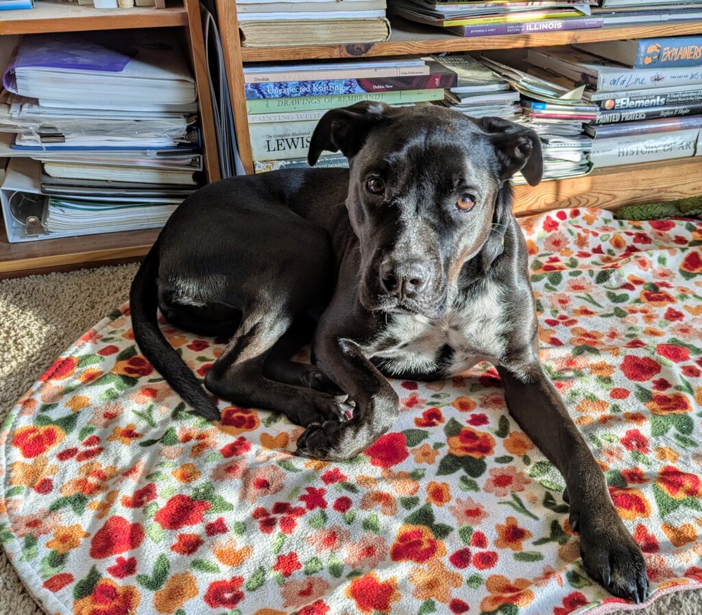 A black dog lying in the sun on a flowered dog blanket in front of a book case