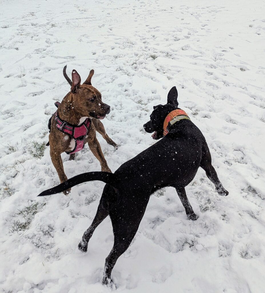 A brown dog and a black dog romping in the snow