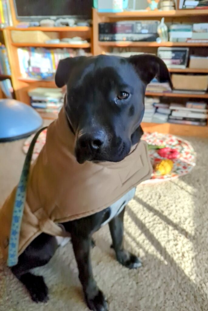 A black dog wearing a cold-weather jacket, even though she's inside