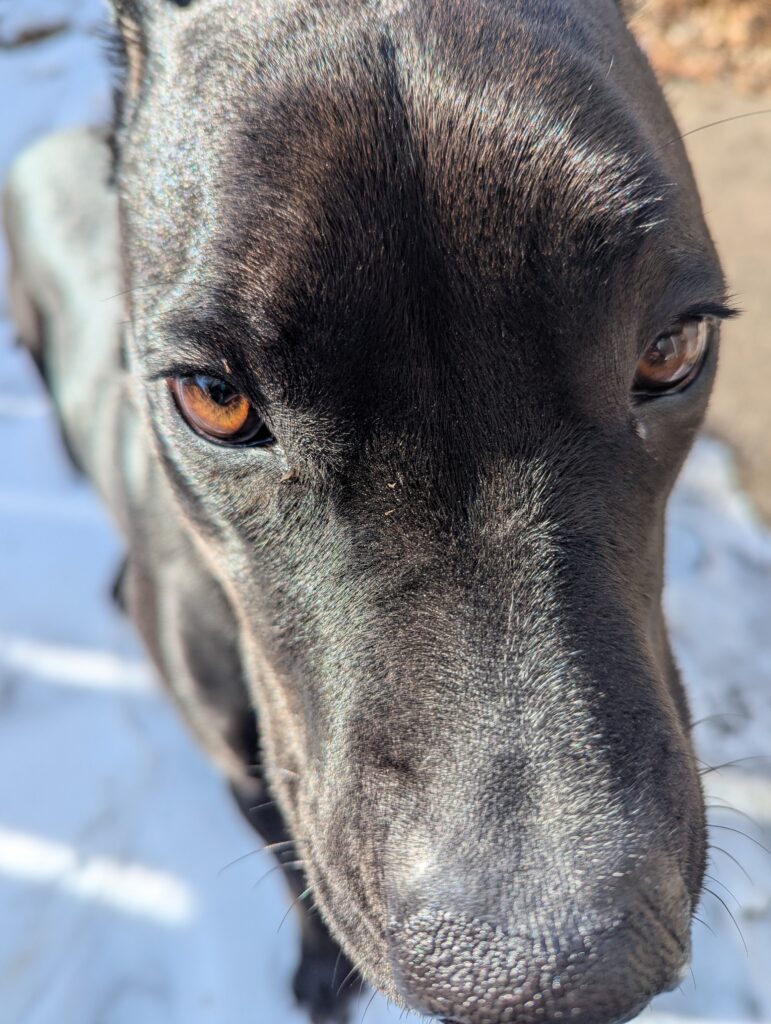 An extreme close-up of a dog's eyes and muzzle