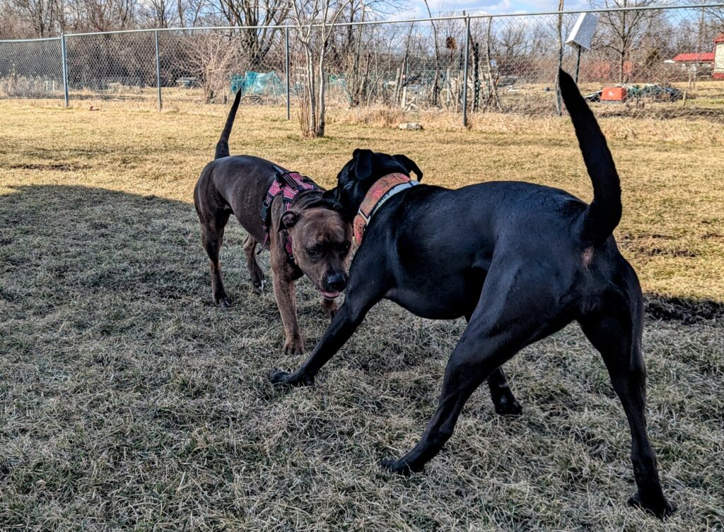 Ashley and Roxie tussling, going for one another's necks