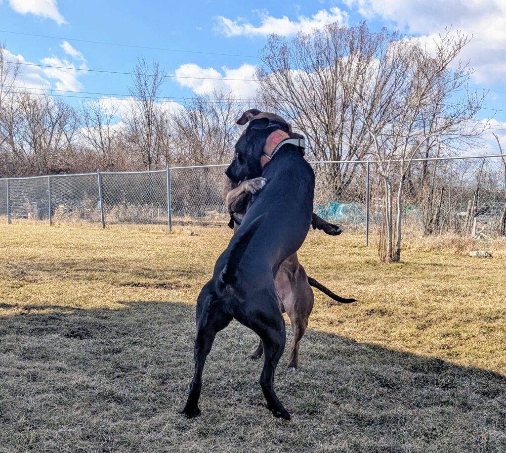 Ashley tussling with Roxie—both on their hind legs, grabbing at one another's collars